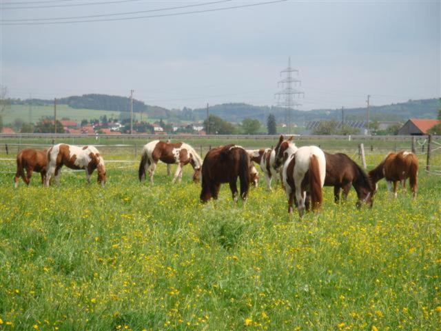 Bed and Breakfast Chrom Ranch Reiterhof Memmingen Exterior foto